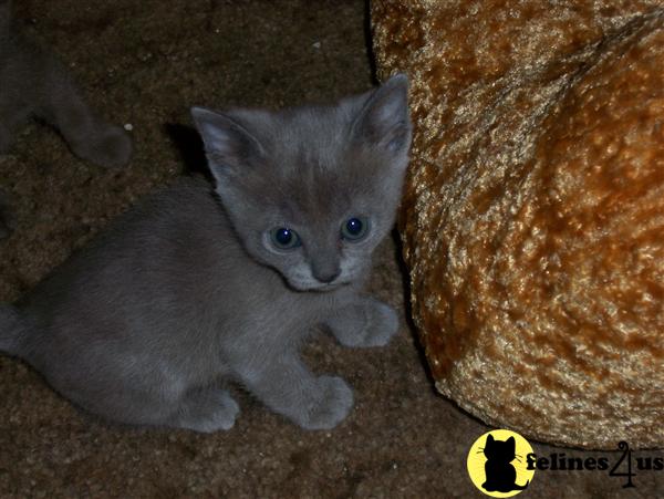 Kittens for Sale in California