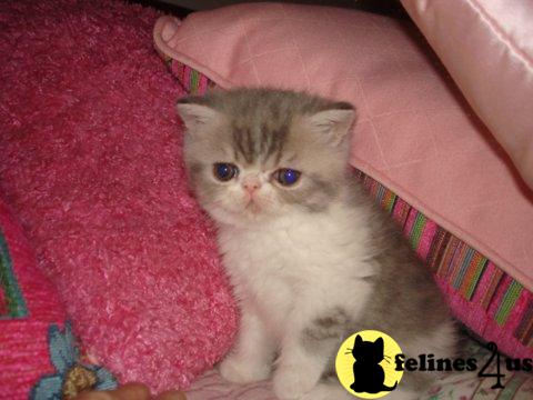Exotic Shorthair Kittens in Pennsylvania