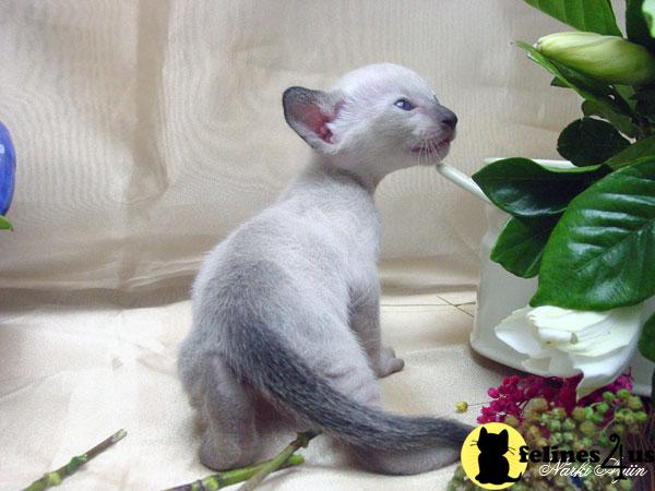 Kittens for Sale