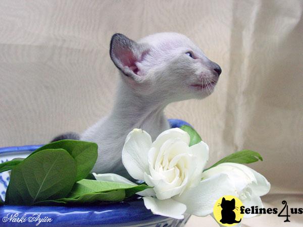 Siamese Kittens