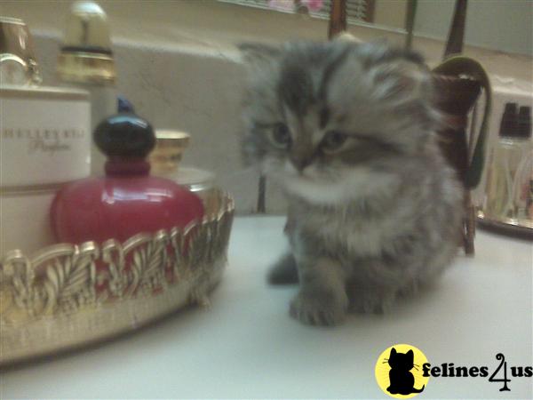 Persian Kittens