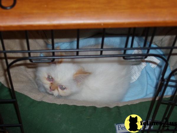 Himalayan Kittens