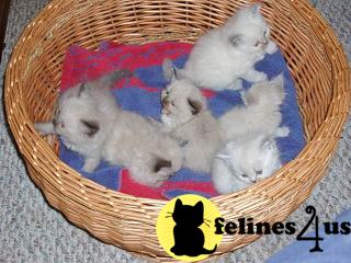 Kittens for Sale