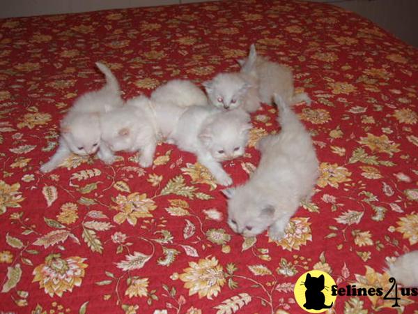Himalayan Kittens