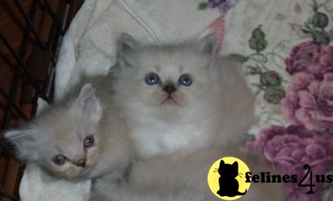 Himalayan Kittens