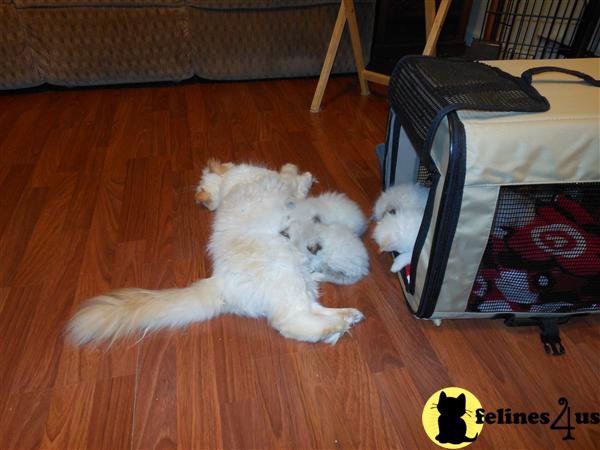 Kittens for Sale in North Carolina