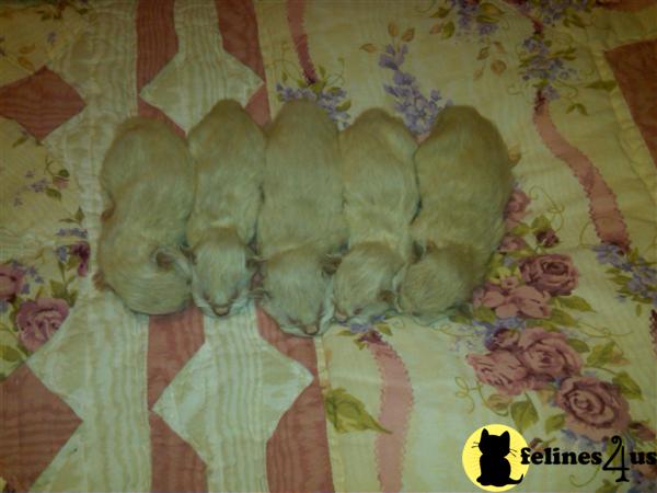 Doll-Face Kittens