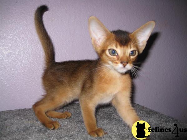 CA USA, Abyssinian Kittens