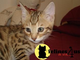 Bengal Kittens in California