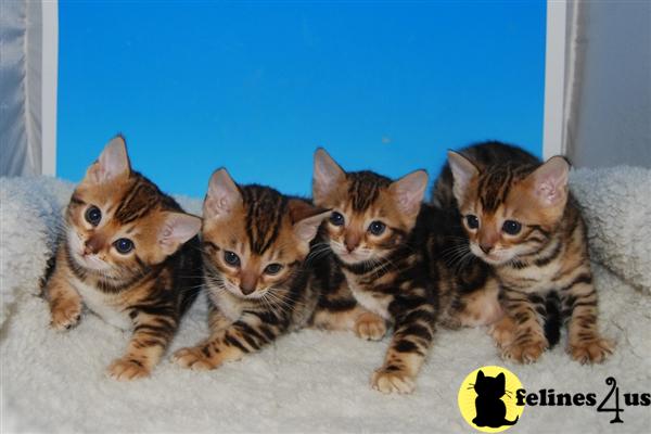 Bengal Kittens