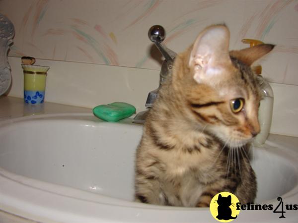 Bengal Kittens in Missouri