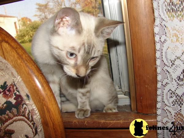 Bengal Kittens in Missouri