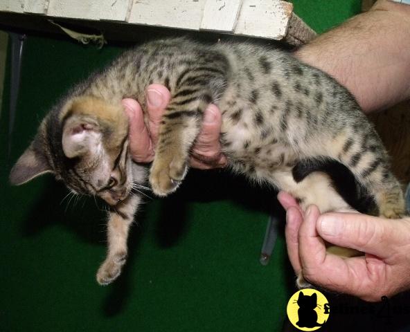 Bengal Kittens