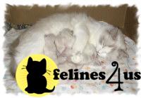 Kittens for Sale in Kentucky