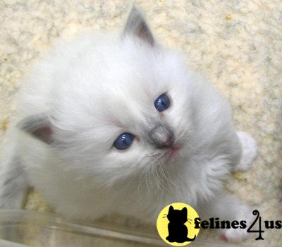 Kittens for Sale in Kentucky