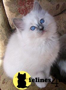 Ragdoll Kittens