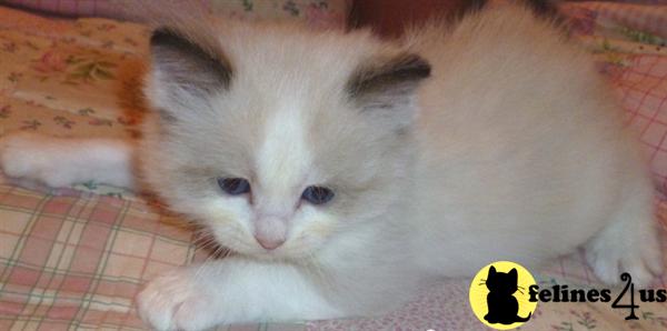 Ragdoll Kittens