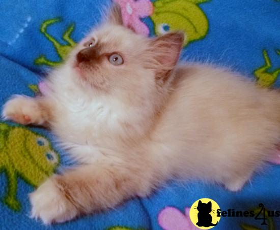 Ragdoll Kittens