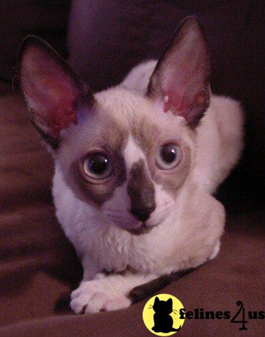 Cornish Rex Stud Cats Stud