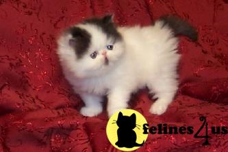 Persian Kittens