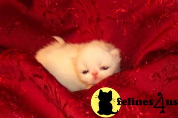 Persian Kittens