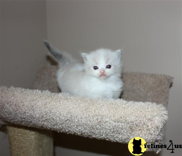 Illinois, Ragdoll Kittens