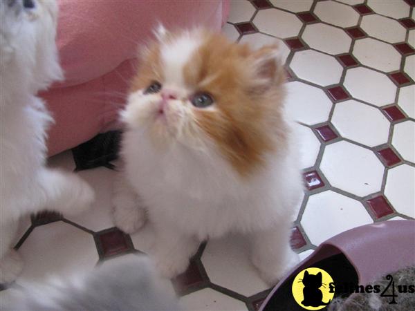 Kittens for Sale in Rhode Island