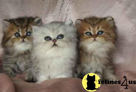 Kittens for Sale in Texas