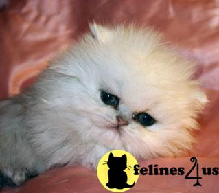 Kittens for Sale in Texas