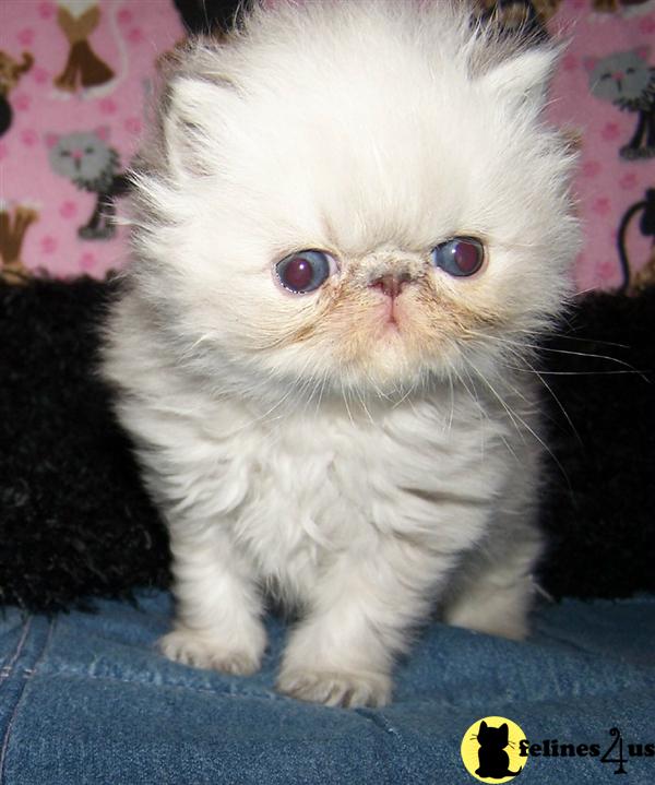 Exotic Shorthair Kittens