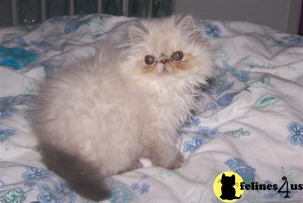 Kittens for Sale in California
