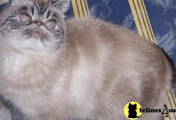 Cats for Sale