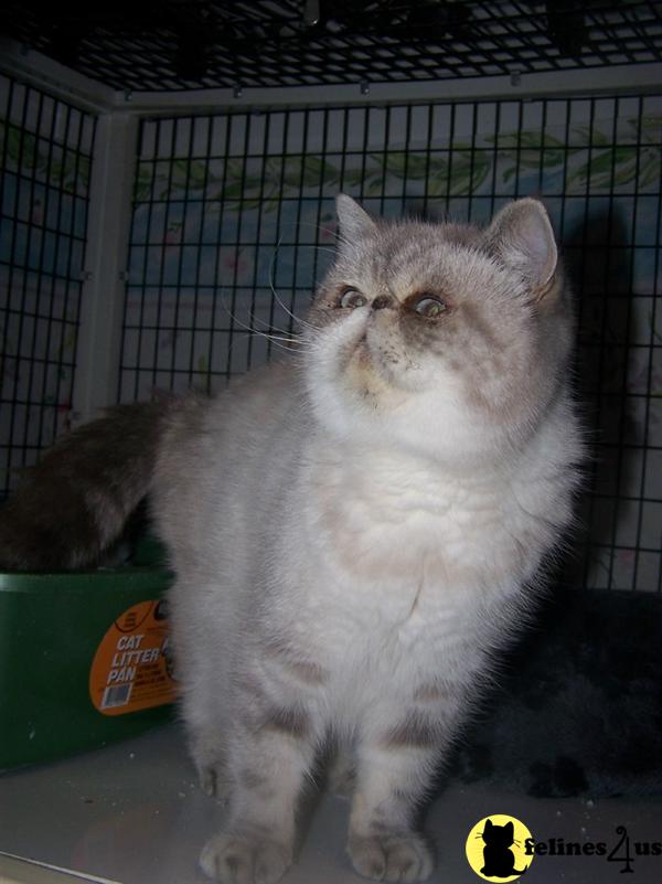 Cats for Sale