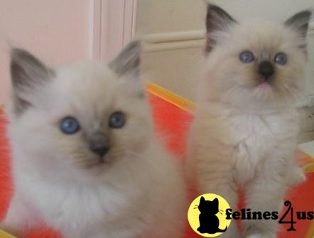 Megailee Ragdolls near Raleigh NC has KITTENS