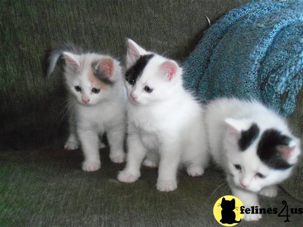 Turkish Van Kittens
