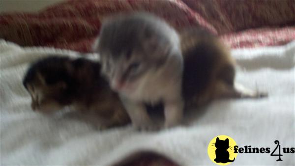 Somali Kittens