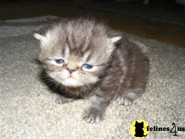 Persian Kittens