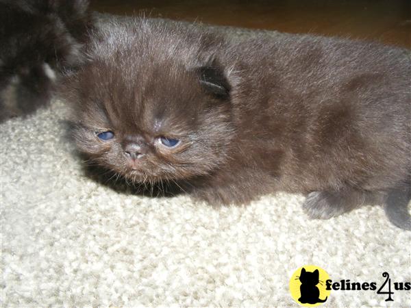 CFA BLACK Persian kitten BOY extreme PERRRFECT