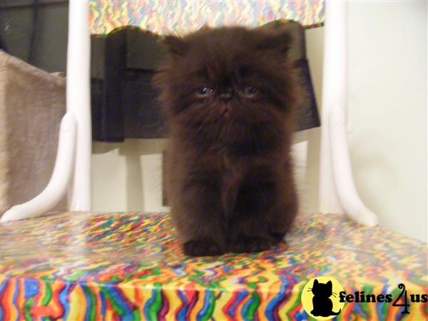 Persian Kittens