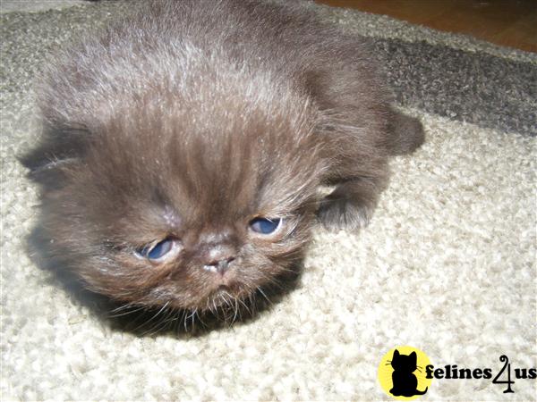 Persian Kittens