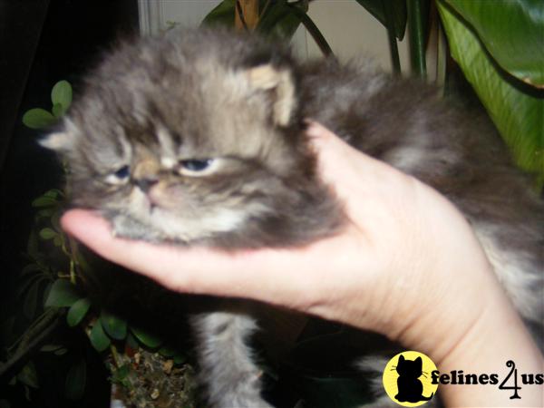 Kittens for Sale