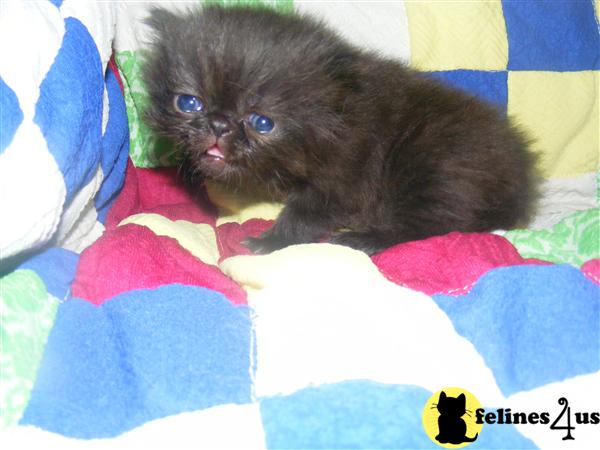 Kittens for Sale