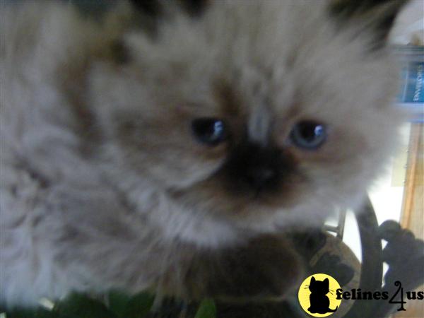 Himalayan Kittens