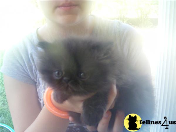 Persian Kittens
