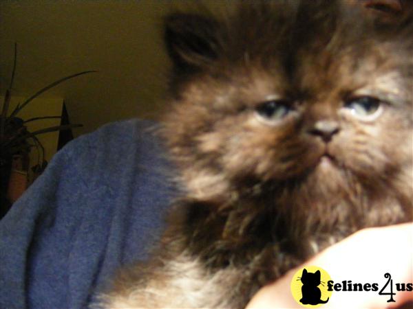Persian Kittens