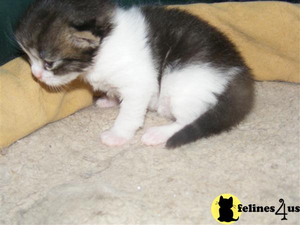 Hi-white  male tabby Persian kittens cute as can be 
