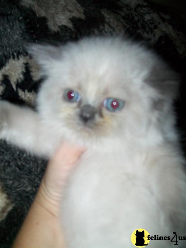 Himalayan Kittens