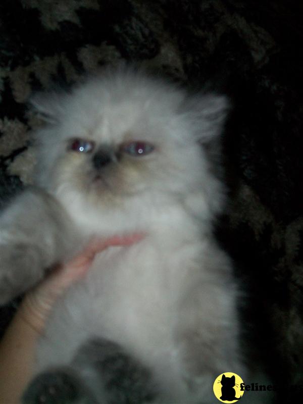 Himalayan Kittens