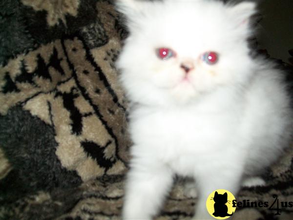 Himalayan Kittens