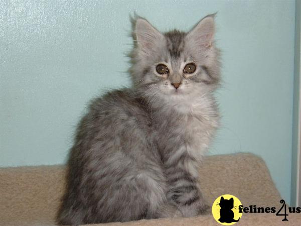 TX USA, Maine Coon Kittens